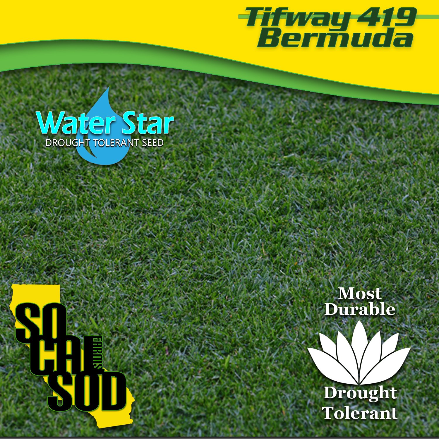 SO CAL SOD FARMS 562-682-9323 — TIFWAY 419 BERMUDA